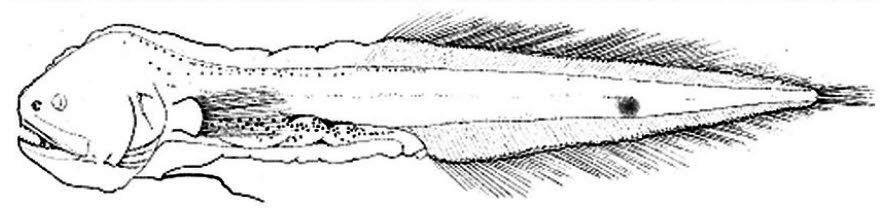 Barathronus multidens_01.jpg